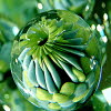 Glasperle  handmade Lampwork